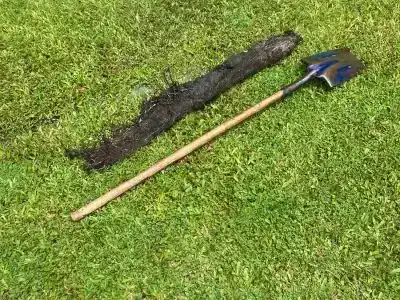 Tree root damage in sewer pipe