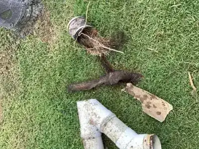 Tree roots blocking drain pipe