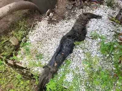 Severe tree root blockage in drain